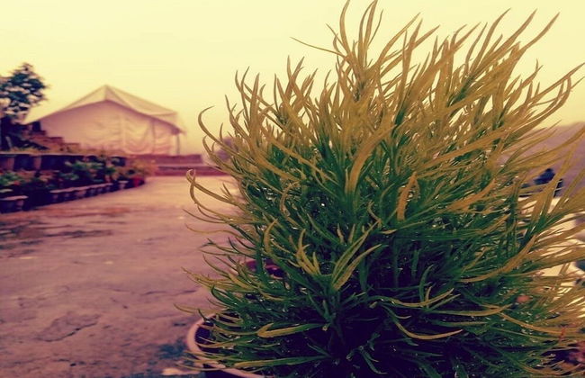 D Jungle Dabas Cottages - Foto 23