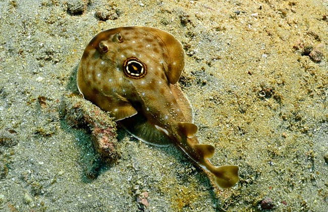 Acapulco Scuba Diving Introduction - Foto 6