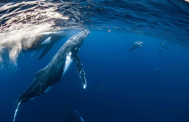 Swim with Humpback Whales or Whale Sharks - Photo 9