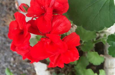 La Huberdière - Foto 25