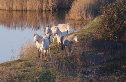 Mobile Home in Po Delta Park With Beach Access - Foto 72