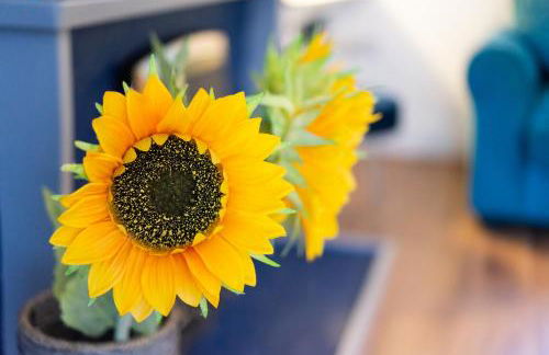 Newly-renovated, mid-terrace cottage in Porthmadog - Photo 13