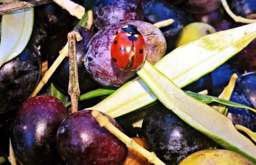 La Collina Degli Ulivi - Foto 15