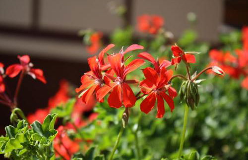 O' Bulles du Rosenbourg - Foto 13