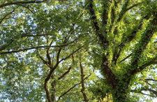 La Casetta di Ross - Foto 39