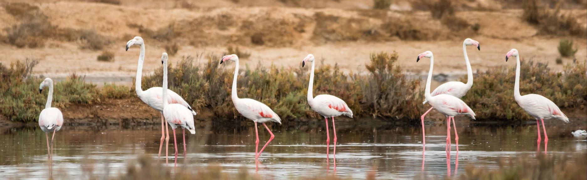 Observation d'oiseaux dans la Ría Formosa