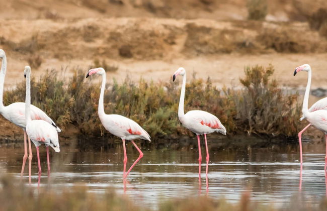 Observation d'oiseaux dans la Ría Formosa - Photo 1
