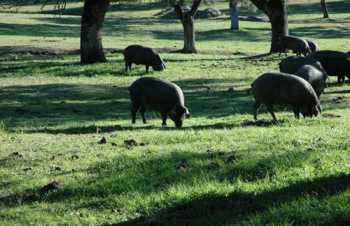 Cortijo Charcollana - Foto 48
