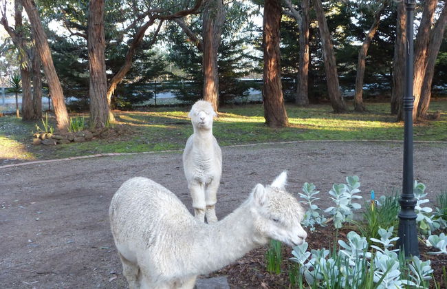 Bells Estate Great Ocean Road Cottages - Foto 35