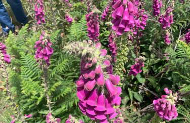 Casa de Campo Benfeito - Foto 83