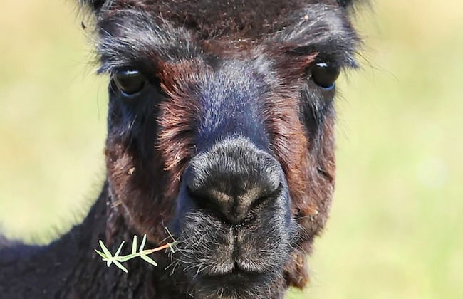 The Duck Inn Apartments - Foto 7