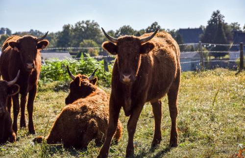 Holiday Home in Auvergne With Roofed Garden and Terrace - Foto 132