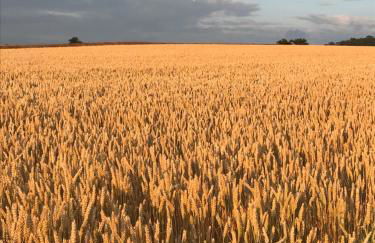 Ferienwohnung am Wald - Foto 48