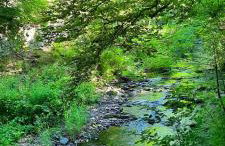 Zum Winzer - Foto 29