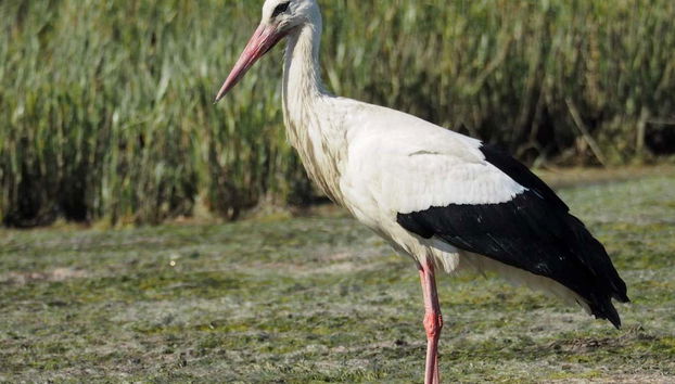 Aves en la Ría Formosa