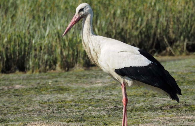 Paseo en barca ecológica por la Ría Formosa - Foto 4