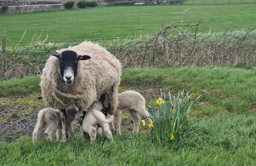 The Old Bank at St Bees, Western Lakes - Foto 18