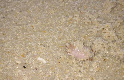 Casa em poucos passos da praia de Jaconé - Foto 47