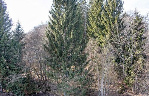 Fewo Kessler Waldblick - Foto 29