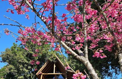 Casa na Árvore - Foto 28