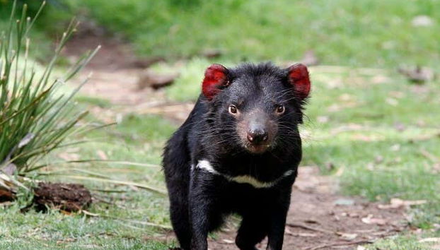 Diable de Tasmanie dans le sanctuaire de Bonorong