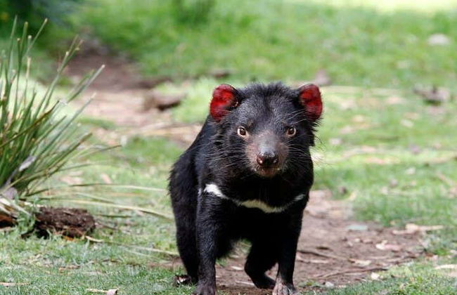 Excursion à Richmond et au Bonorong Wildlife Sanctuary - Photo 4