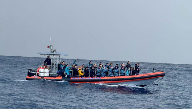 Whale & Dolphins Whatching