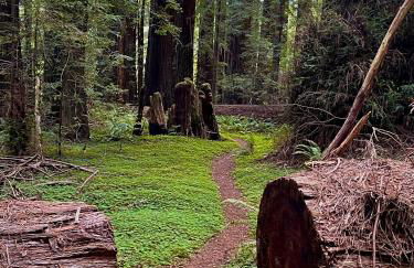 Avenue of the Giants River View Home (#1) - Foto 48