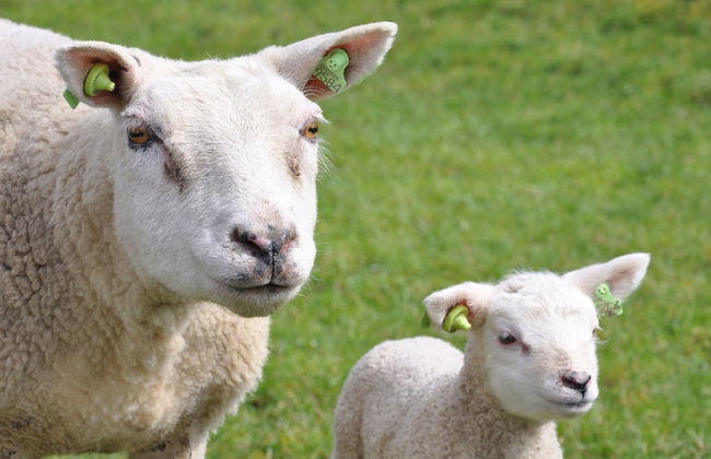 Well-kept Apartment, a Stone's Throw From the sea on Texel - Foto 23