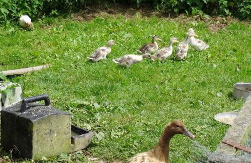 Swift Cottage - Foto 26