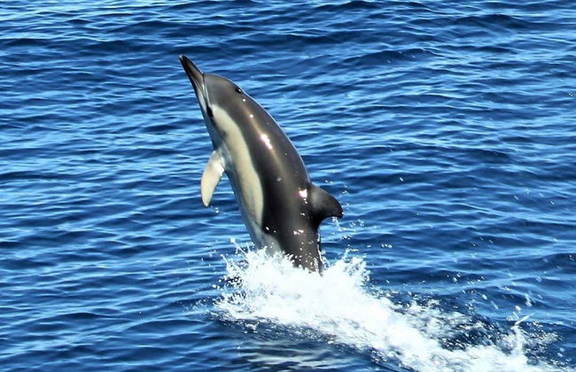 Observation de dauphins à Tauranga - Photo 2