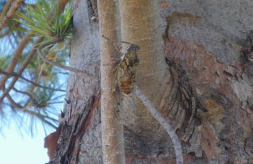 Lou Pauseto - Foto 17