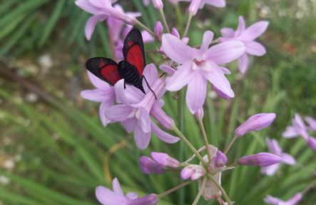 Villa Cuprese, 2p Apartment - Foto 6