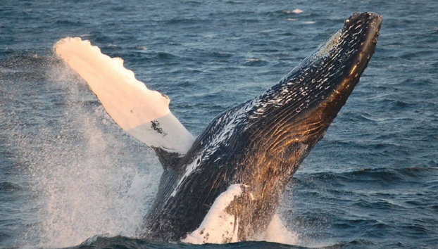 Crucero de avistamiento de ballenas del New England Aquarium - Foto 3