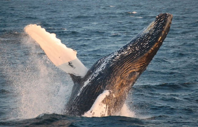 Crucero de avistamiento de ballenas del New England Aquarium - Foto 1