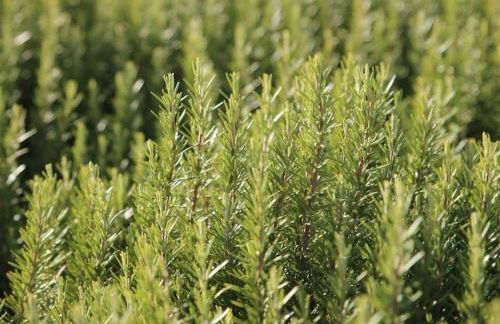 La Casa del Pan de Archivel - Foto 38