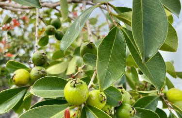Casa Família Açoriana - Photo 27