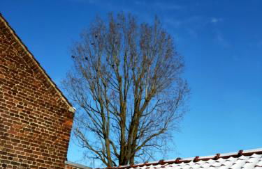 spéculoos et chicorée - Foto 28