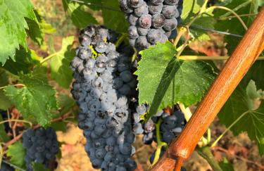 Agriturismo La Posta Reale - Foto 105