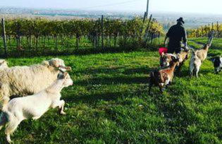 Le Bianchette Agriturismo e Fattoria Didattica - Foto 41