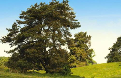 Ferienhaus am Garder See Inselblick - Foto 40