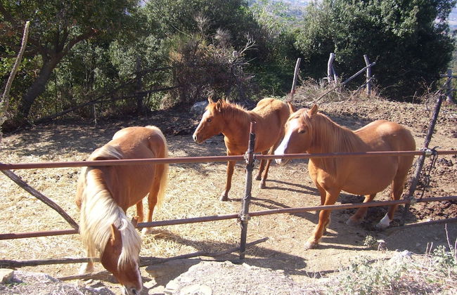 Holiday Home in Paciano Near Lake Trasimeno - Foto 40