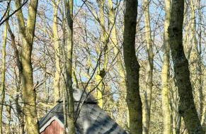 Reethus Rotbuche - Foto 23