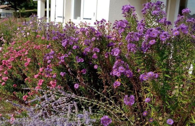 Le Domaine du Lambon - Foto 35