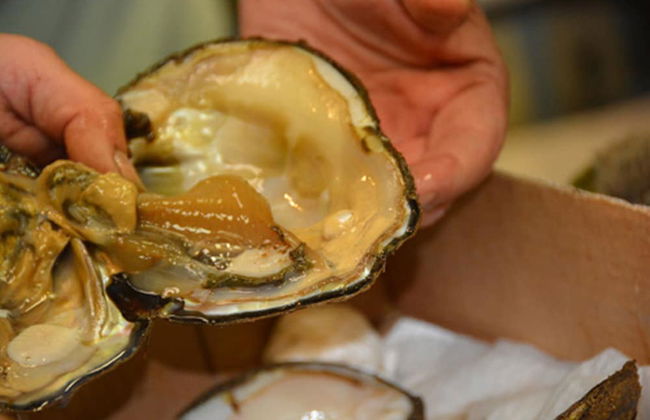 Birdsong Resort Marina Lakeside RV - Foto 33