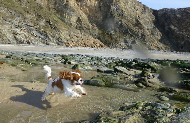 Cosy Shepherds Hut nr Kynance Cove - Foto 23