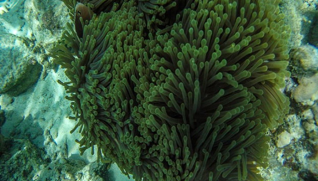Escursione all'Isola di Mnemba - Foto 2