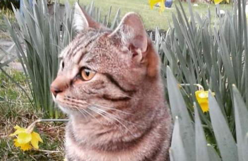 Cute Quirky Cottage - Photo 23