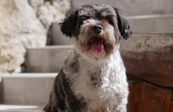 Villa Planica Holiday Home - Foto 35