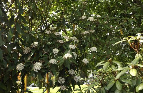 Ferienhaus-Hotel "Zur Grünen Oase" - Foto 28